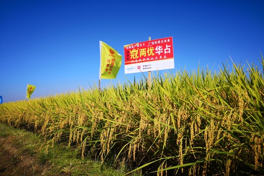 冠兩優華占 冠兩優華占