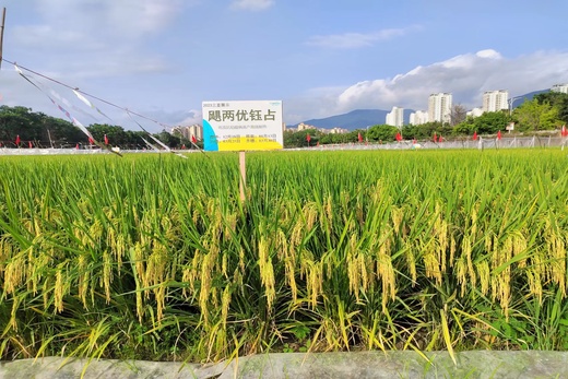 颶兩優(yōu)鈺占 颶兩優(yōu)鈺占