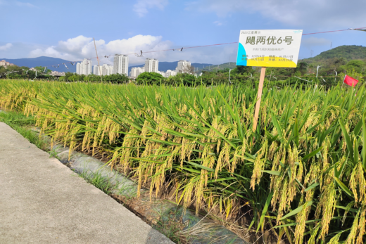 颶兩優6號——抗稻飛虱 颶兩優6號——抗稻飛虱